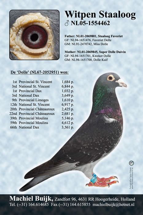 vendo jan aarden|Jan Aarden Pigeons ( Machiel Buijk) .